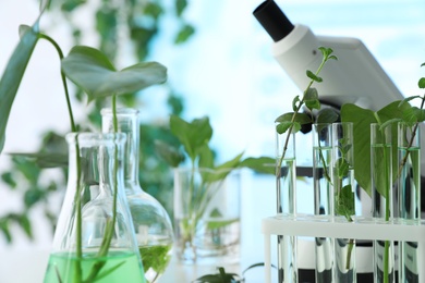 Photo of Laboratory glassware with plants on blurred background, closeup. Biological chemistry