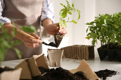 Woman planting tomato seedling into peat pot at table, closeup