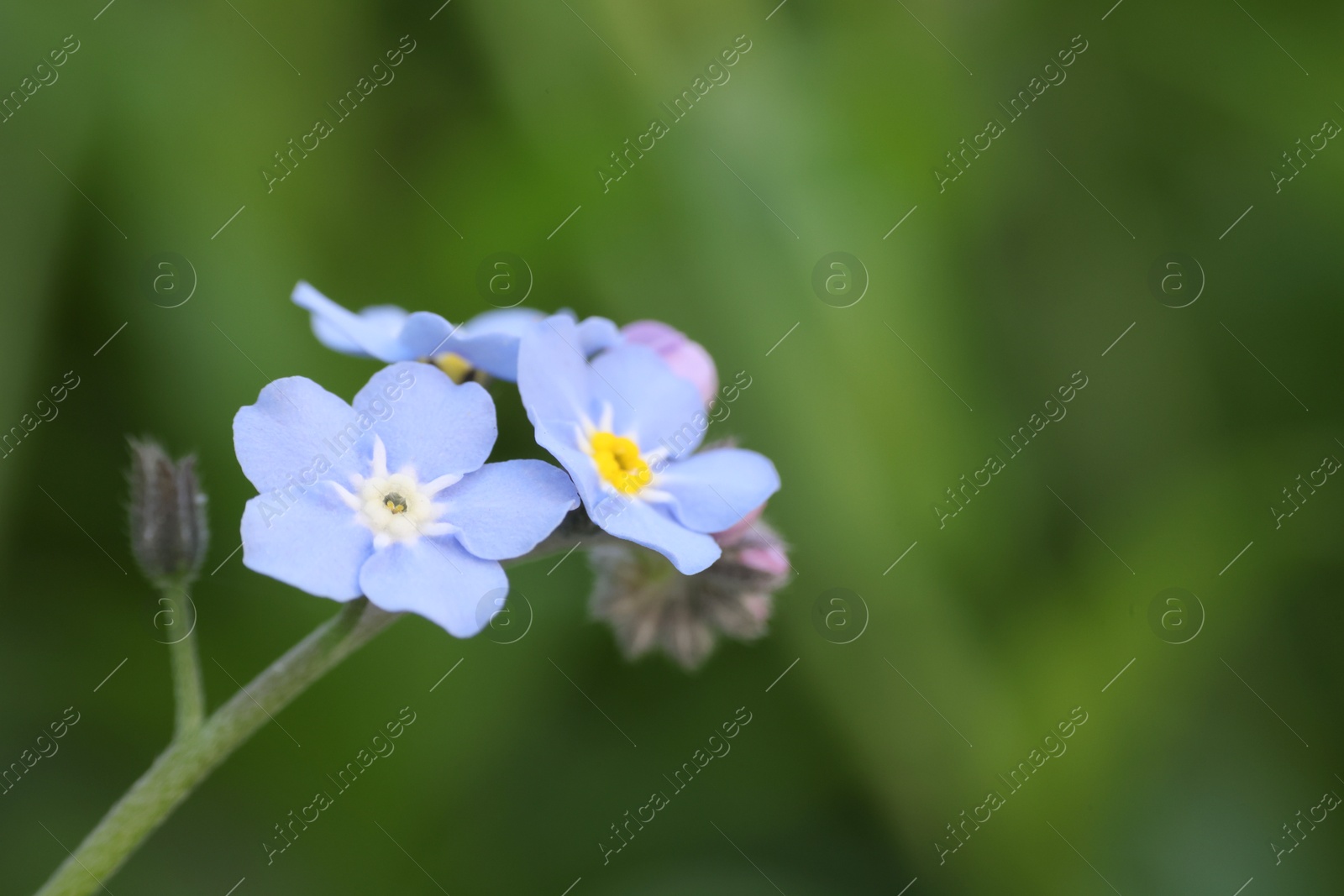 Photo of Beautiful forget-me-not flowers growing outdoors, space for text. Spring season