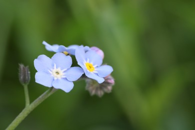 Photo of Beautiful forget-me-not flowers growing outdoors, space for text. Spring season