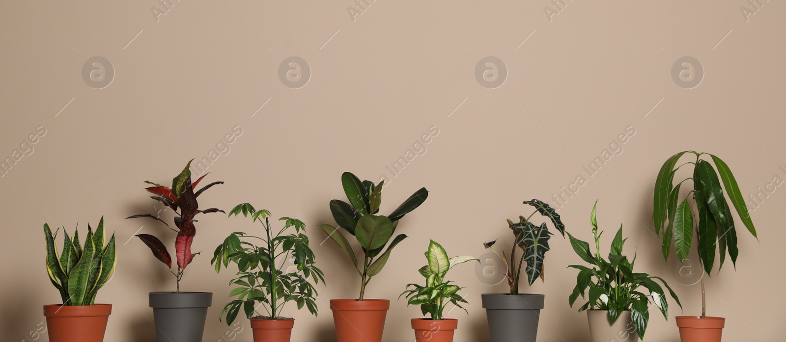 Photo of Different exotic houseplants on dark beige background