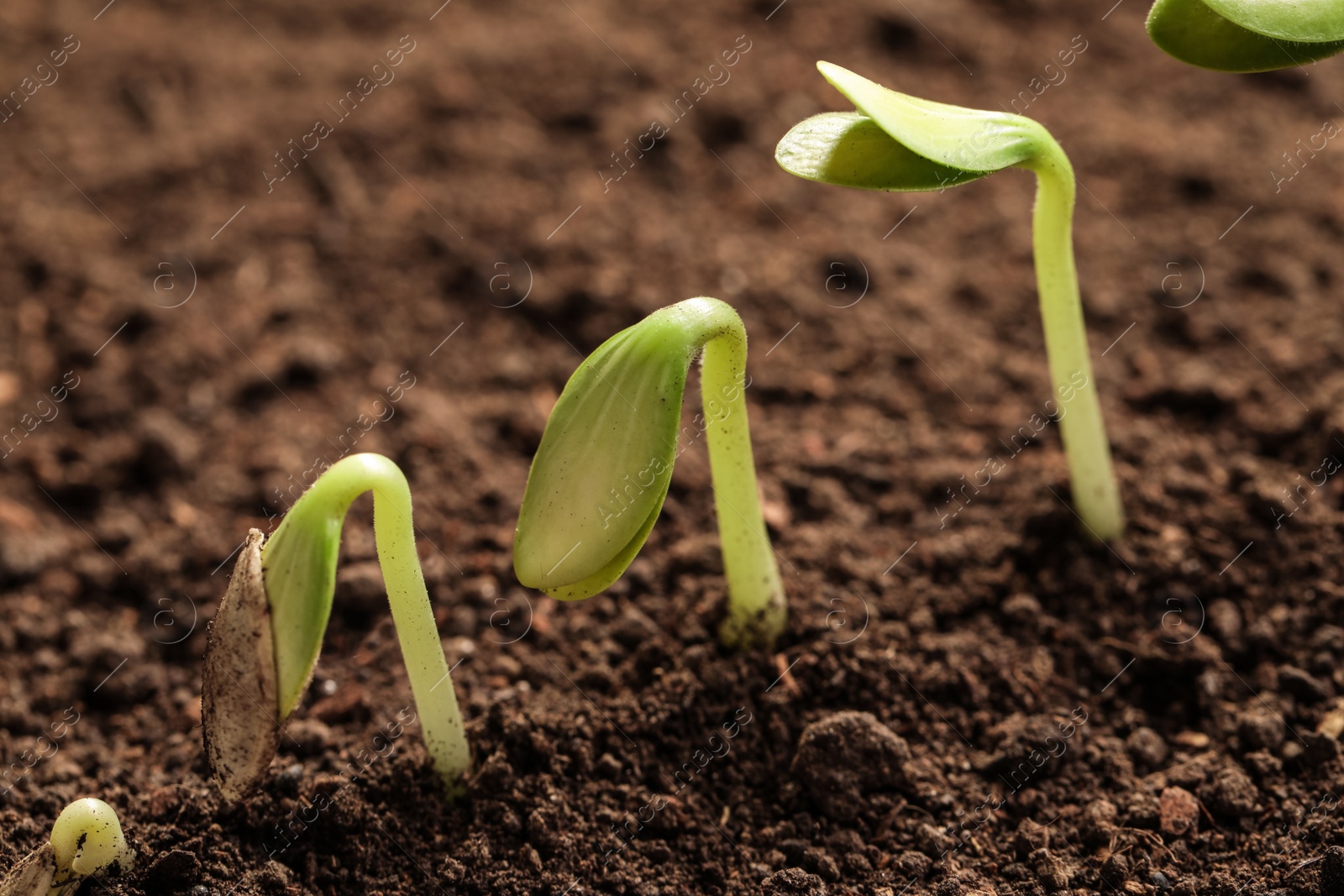 Photo of Little green seedlings growing in soil, closeup view