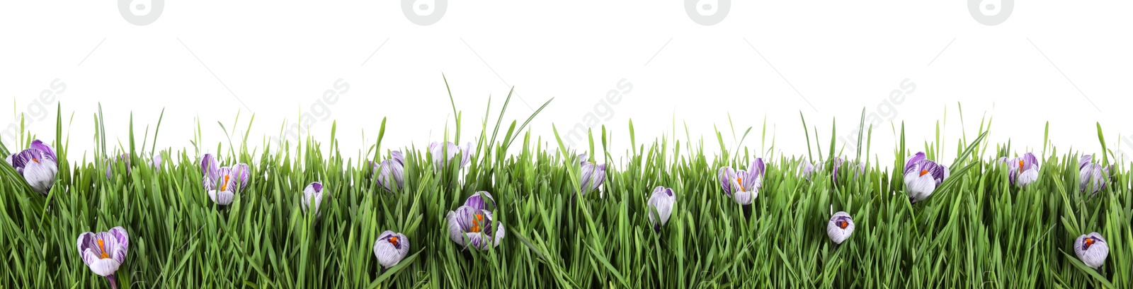 Image of Fresh green grass and flowers on white background, banner design. Spring season