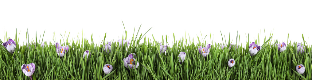 Image of Fresh green grass and flowers on white background, banner design. Spring season