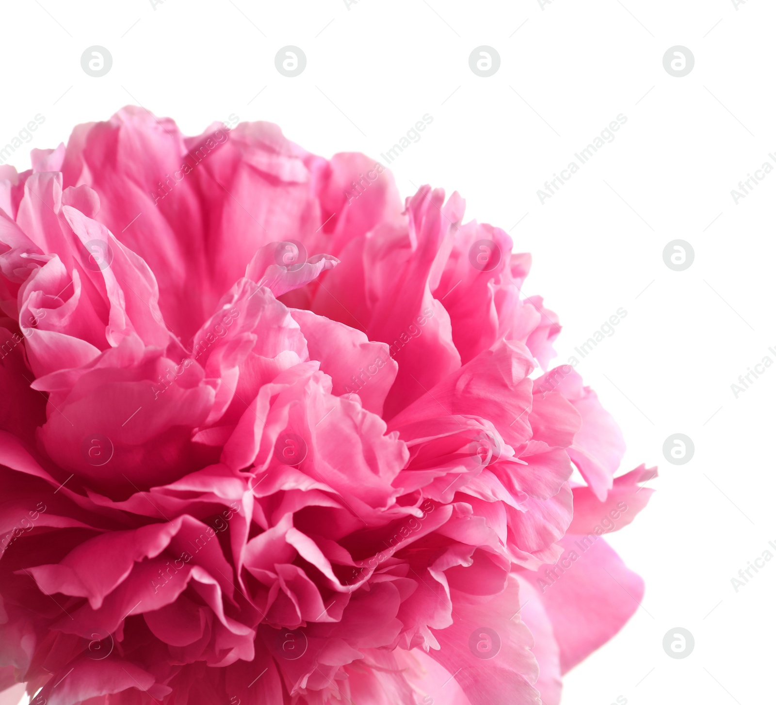 Photo of Beautiful fragrant peony flower on white  background