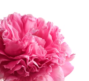 Photo of Beautiful fragrant peony flower on white  background