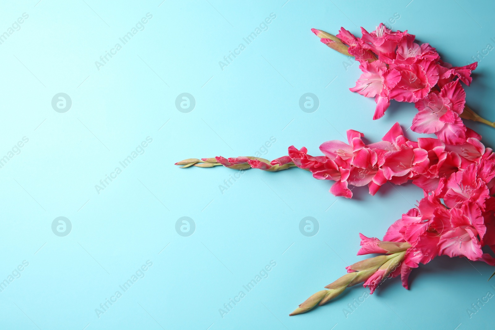 Photo of Flat lay composition with beautiful gladiolus flowers on color background