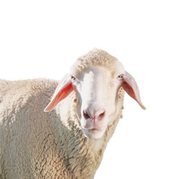 Image of Cute sheep isolated on white. Farm animal