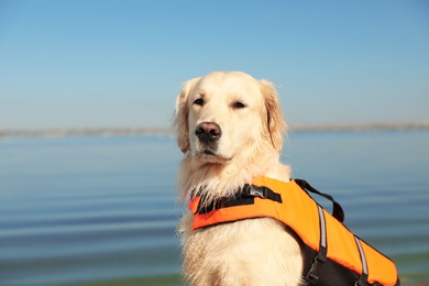 Photo of Dog rescuer in life vest near river, closeup