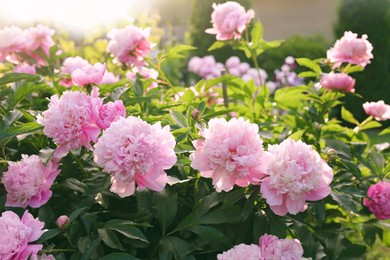 Photo of Blooming peony plant with beautiful pink flowers outdoors on sunny day