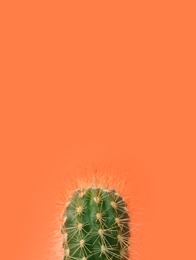 Beautiful cactus on color background