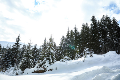 Picturesque view of snowy coniferous forest on winter day, low angle view