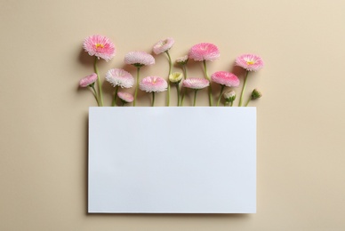 Flat lay composition with spring daisy flowers and card on color background. Space for text