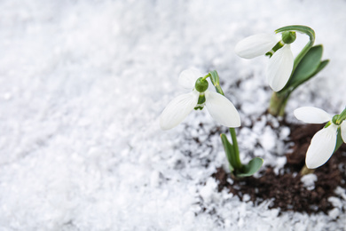 Photo of Fresh blooming spring flowers growing through snow, top view. Space for text