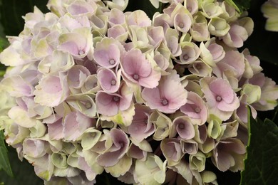 Photo of Beautiful hortensia plant with light flowers, closeup