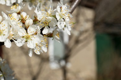 Beautiful cherry tree with white blossoms outdoors, closeup