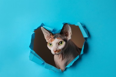 Photo of Adorable Sphynx cat looking out of torn heart shaped hole in light blue paper