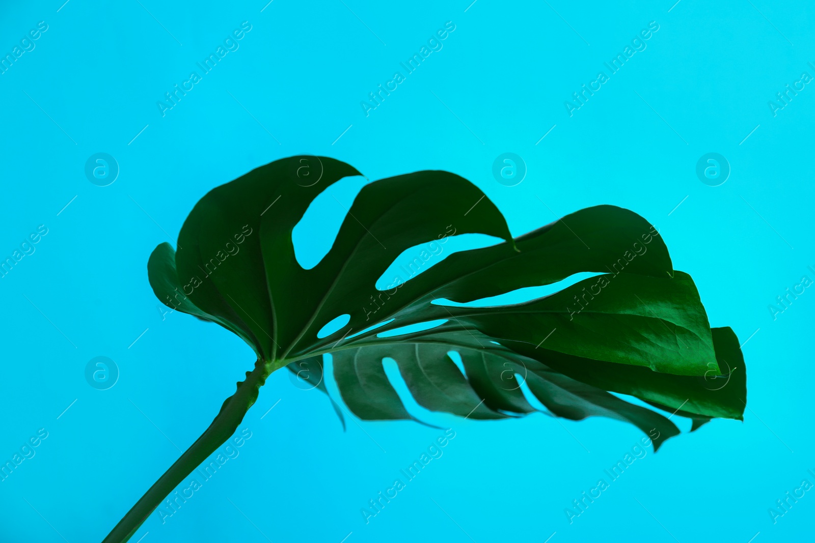 Photo of Beautiful monstera leaf on light blue background. Tropical plant