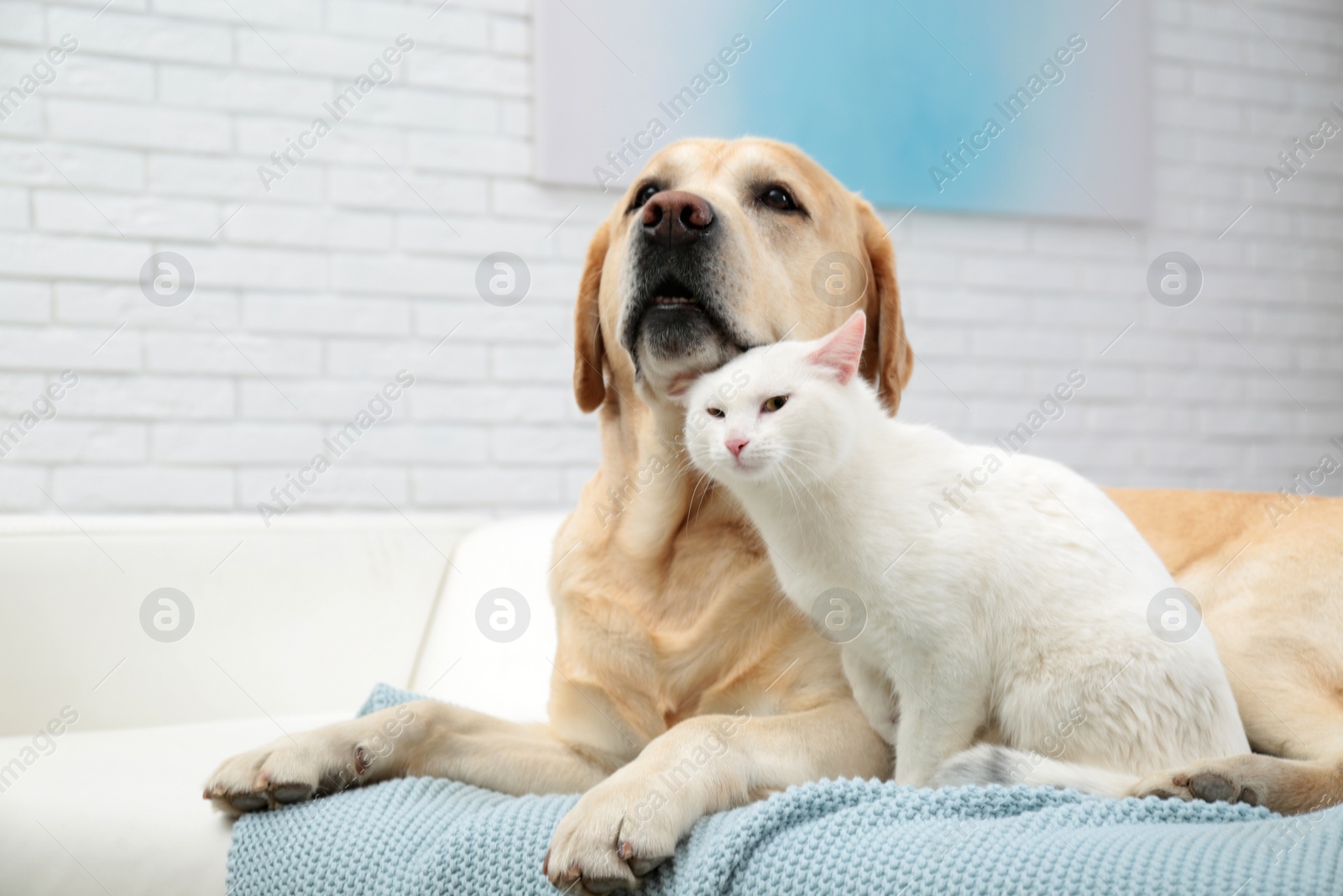 Photo of Adorable dog and cat together on sofa indoors. Friends forever