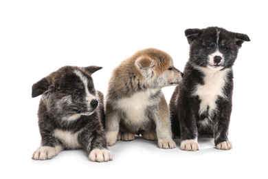 Photo of Cute Akita inu puppies on white background. Friendly dogs