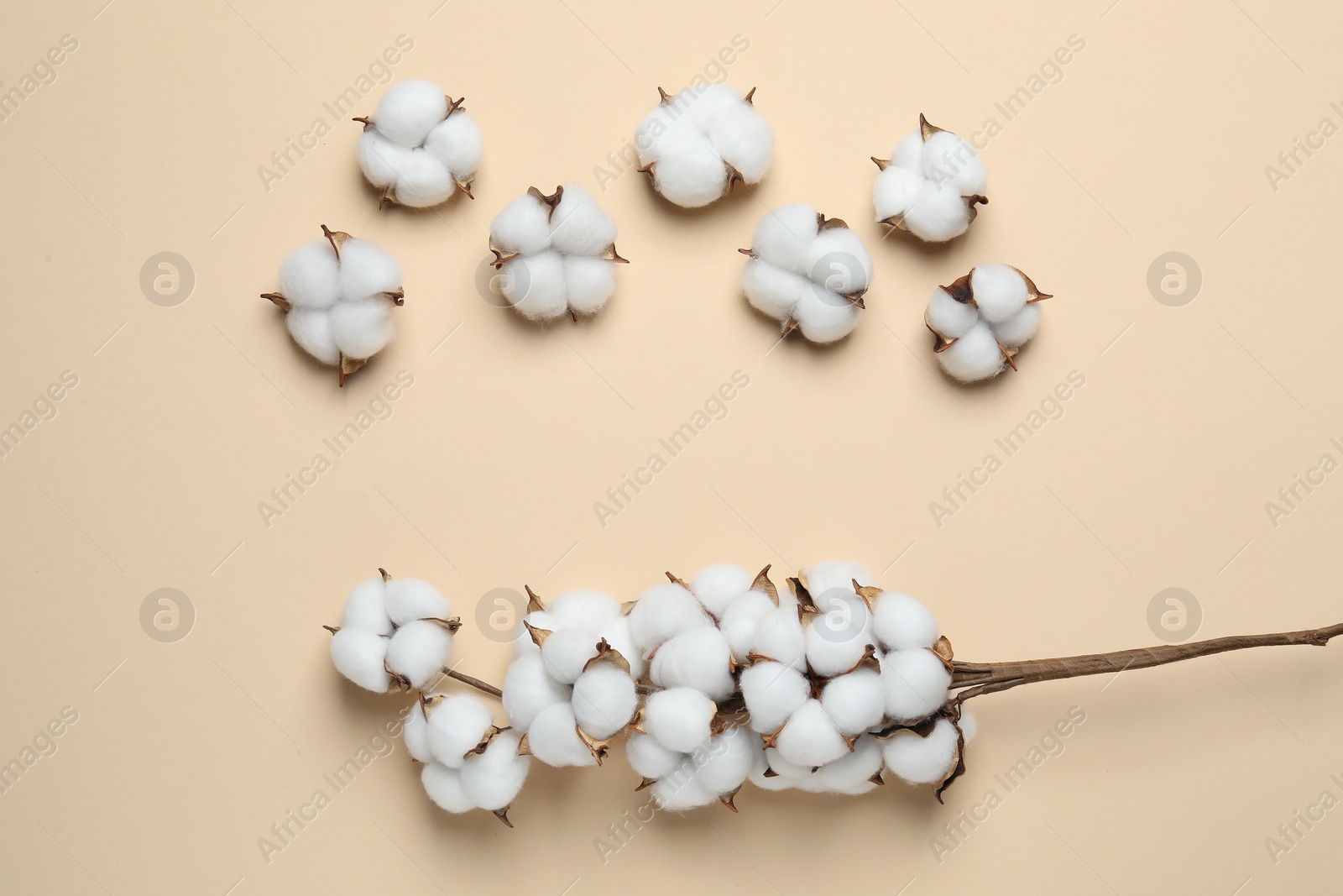 Photo of Beautiful cotton branch with fluffy flowers on beige background, flat lay. Space for text