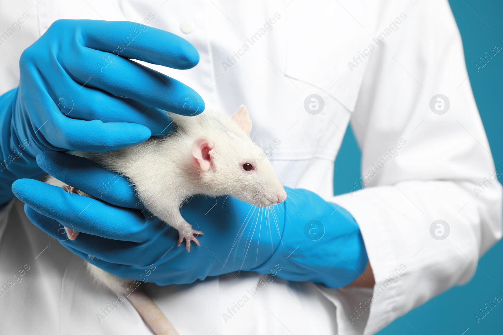 Photo of Scientist holding laboratory rat, closeup. Small rodent