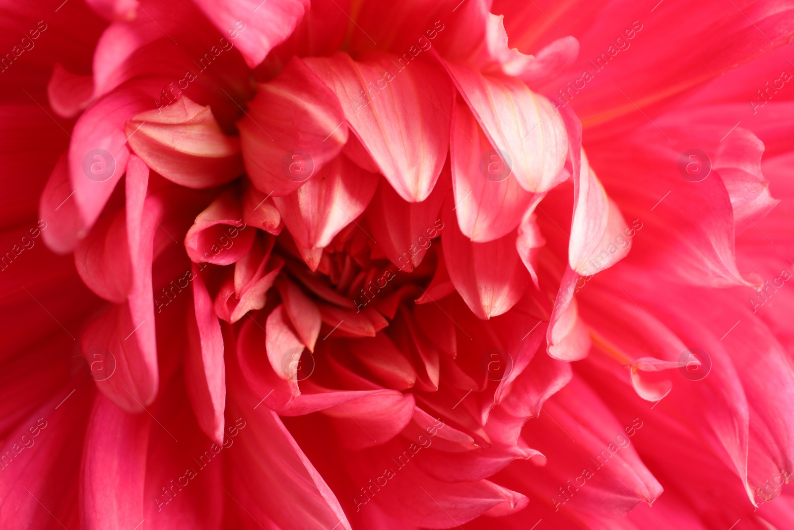 Photo of Beautiful pink dahlia flower as background, closeup