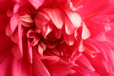 Photo of Beautiful pink dahlia flower as background, closeup