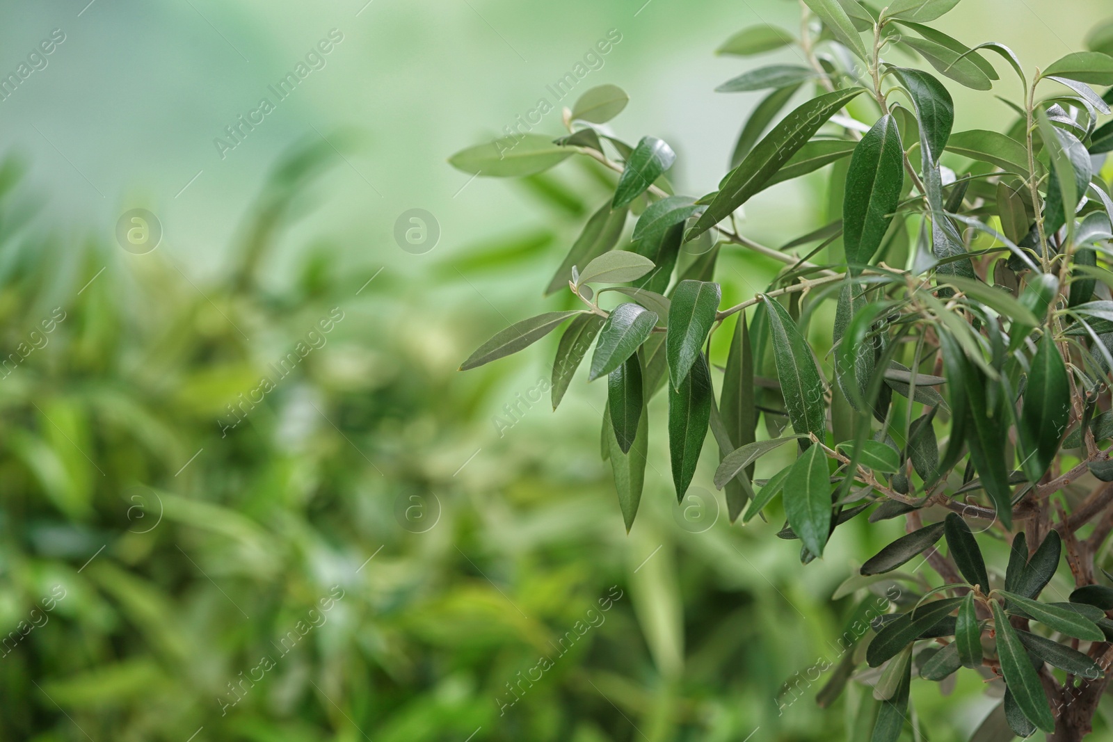 Photo of Olive tree with leaves on green blurred background. Space for text