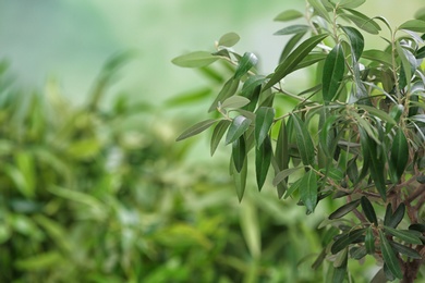 Olive tree with leaves on green blurred background. Space for text