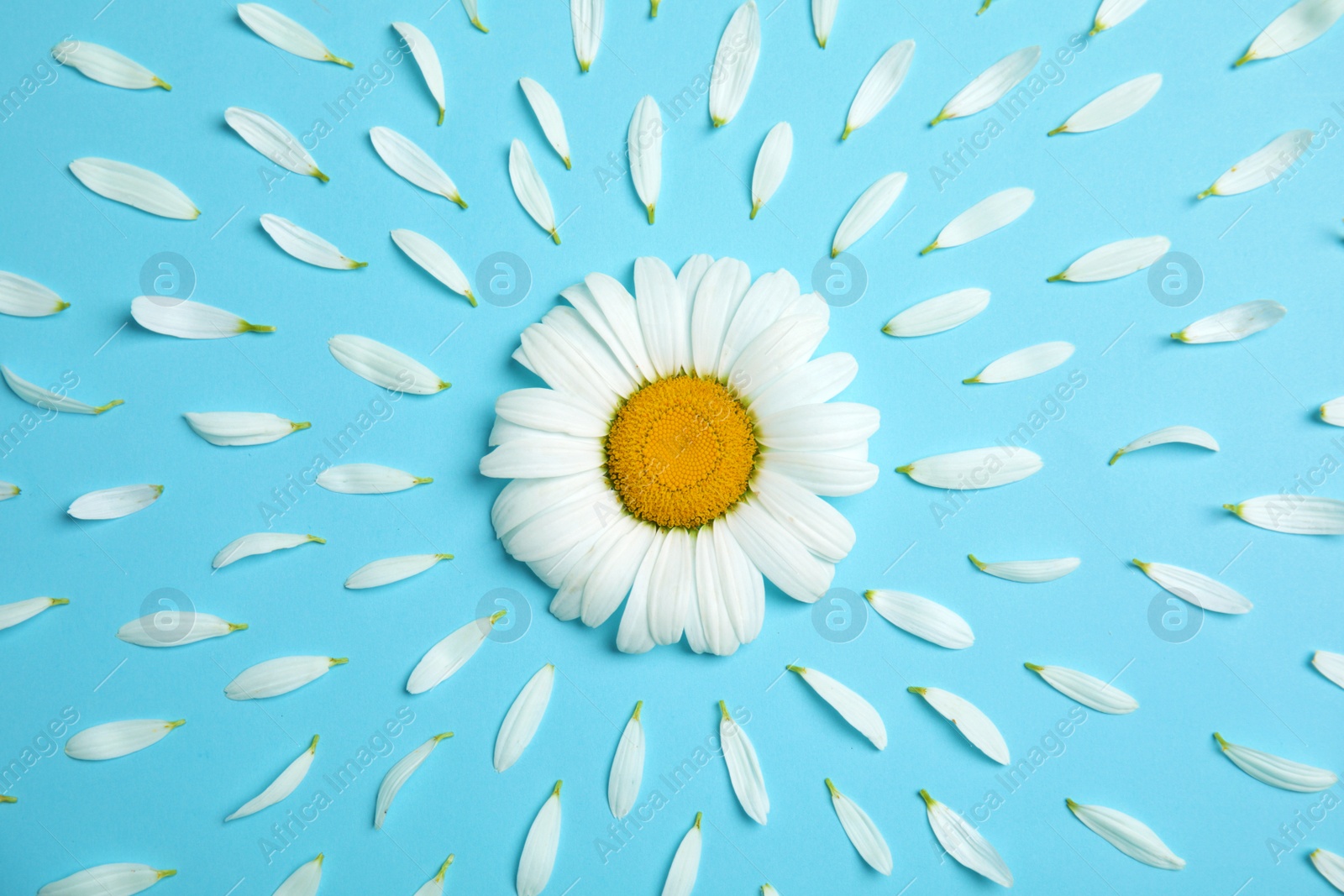 Photo of Beautiful floral composition with chamomile flower and petals on color background, top view