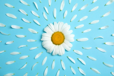 Photo of Beautiful floral composition with chamomile flower and petals on color background, top view