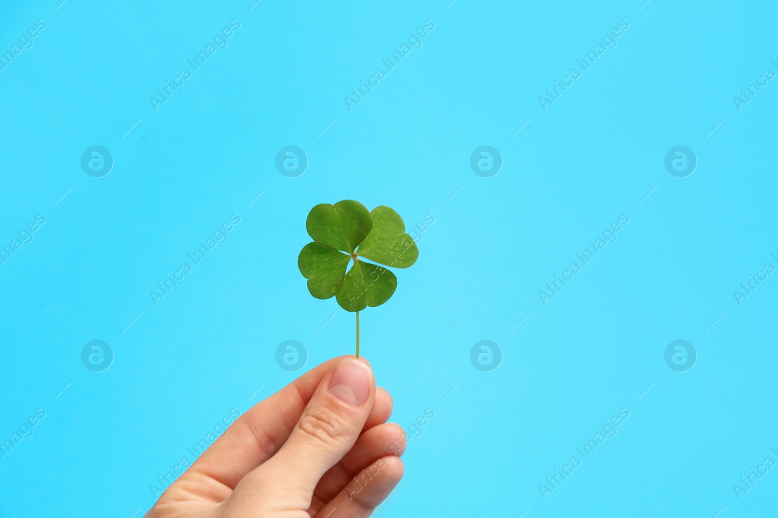 Photo of Woman holding beautiful green four leaf clover on light blue background, closeup