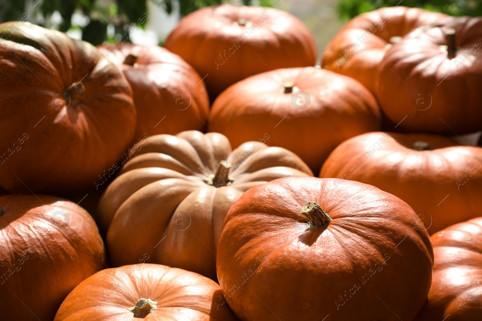 Photo of Many ripe orange pumpkins on blurred background, closeup