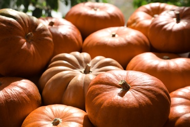 Many ripe orange pumpkins on blurred background, closeup