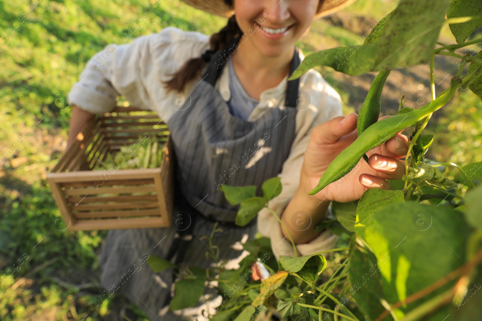 Photo of Young woman harvesting fresh green beans in garden, closeup