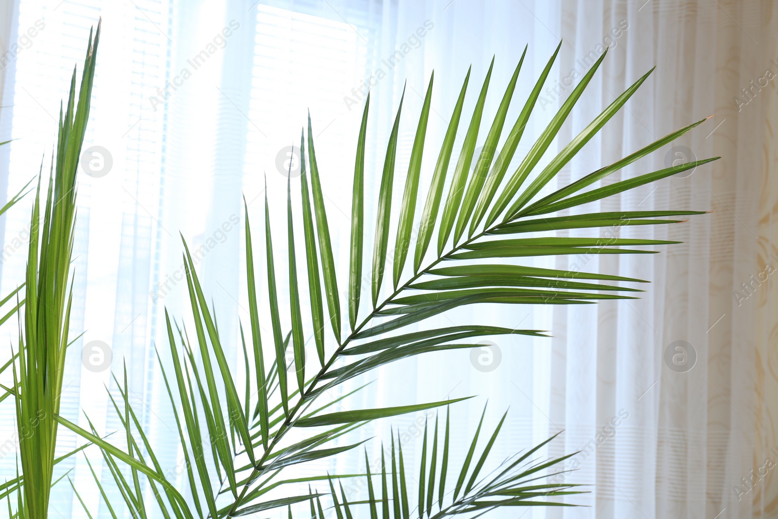 Photo of Green beautiful tropical leaves near window indoors