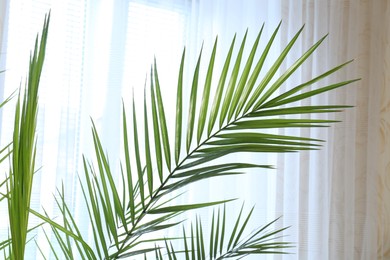 Photo of Green beautiful tropical leaves near window indoors