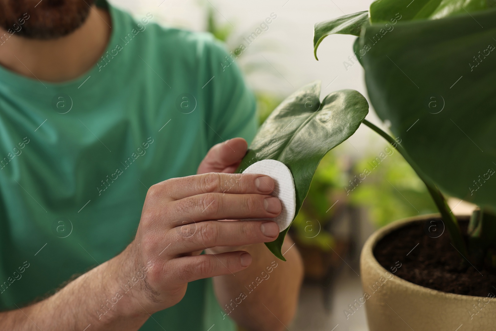 Photo of Man wiping leaves of beautiful potted houseplants with cotton pad indoors, closeup