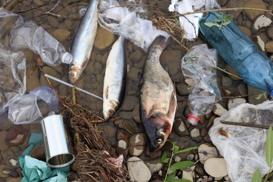 Photo of Dead fishes among trash near river, flat lay. Environmental pollution concept