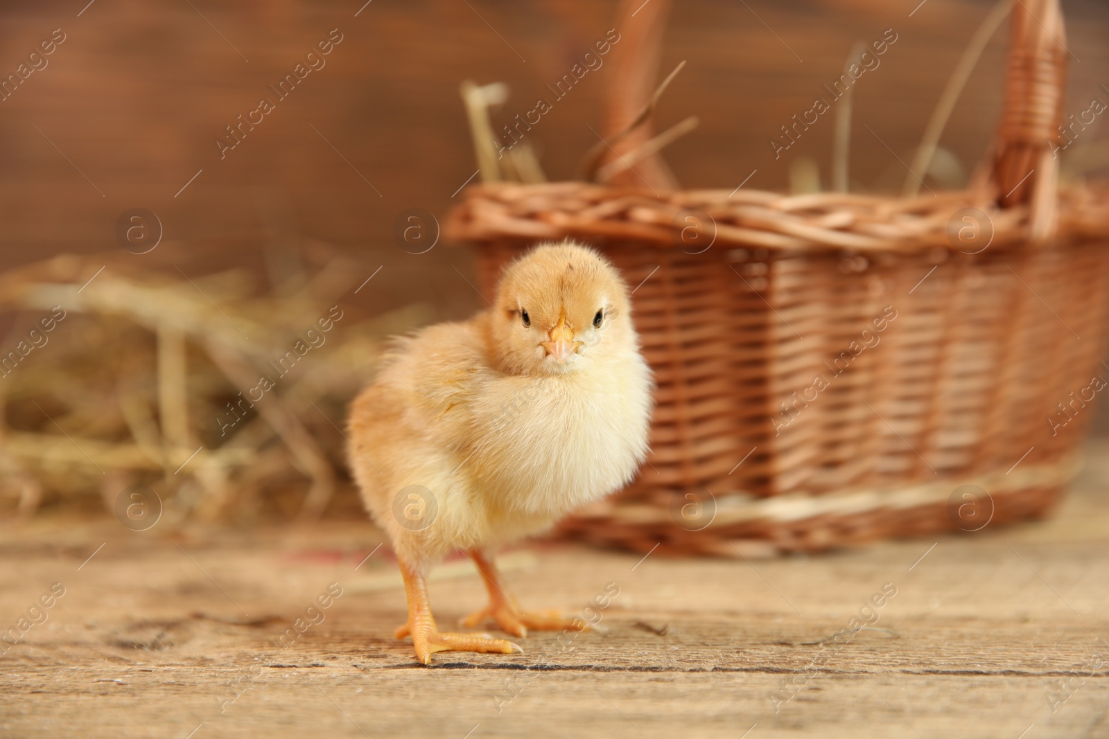 Photo of Cute chick on wooden table. Baby animal