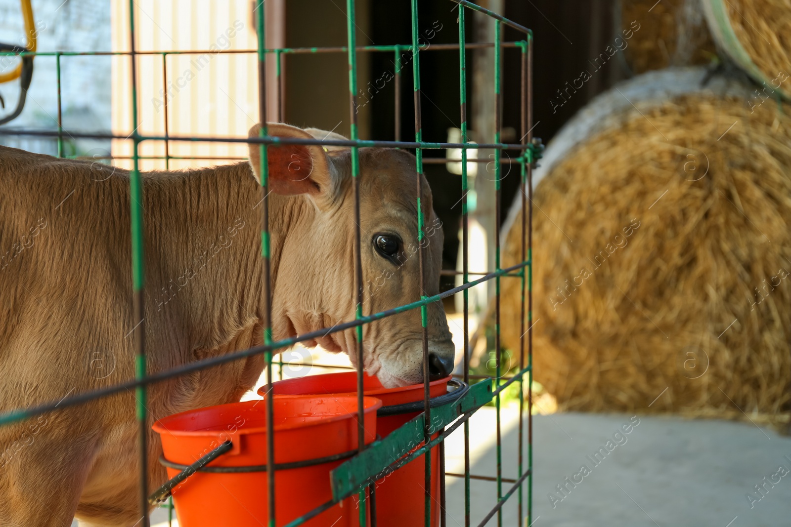 Photo of Pretty little calf behind fence on farm. Animal husbandry