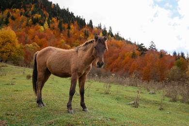 Photo of Brown horse in mountains on sunny day. Beautiful pet