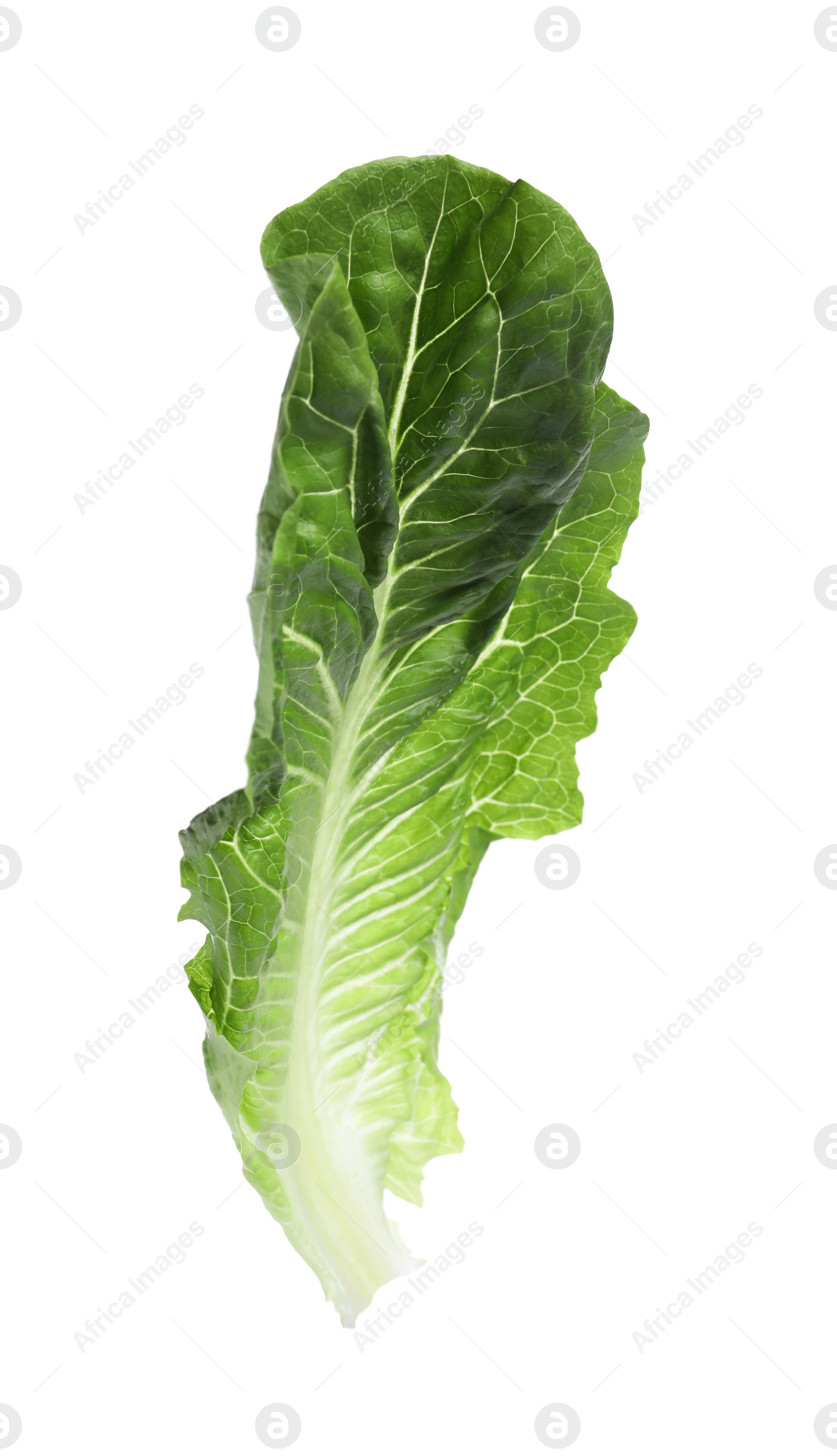 Photo of Fresh leaf of green romaine lettuce isolated on white