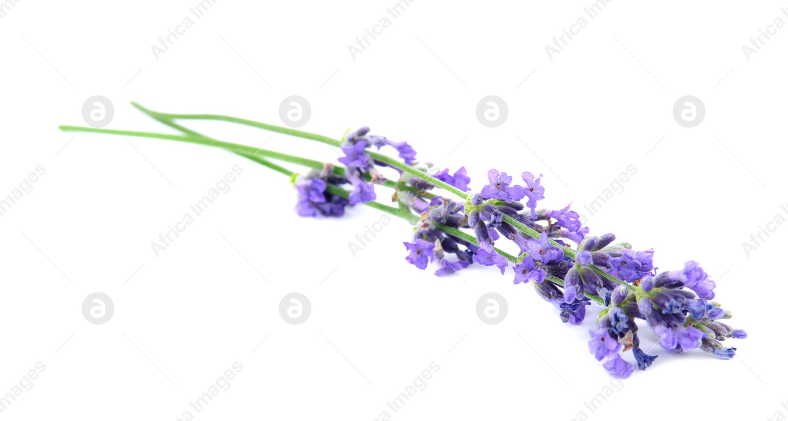 Photo of Beautiful tender lavender flowers on white background