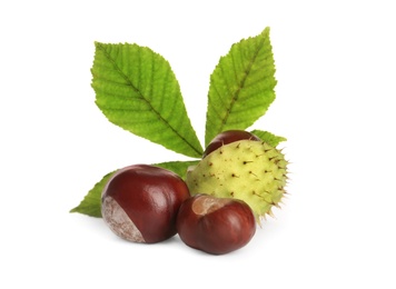 Horse chestnuts and tree leaf on white background