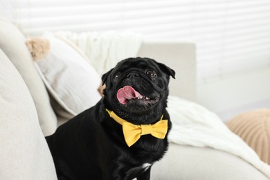 Cute Pug dog with yellow bow tie on neck in room
