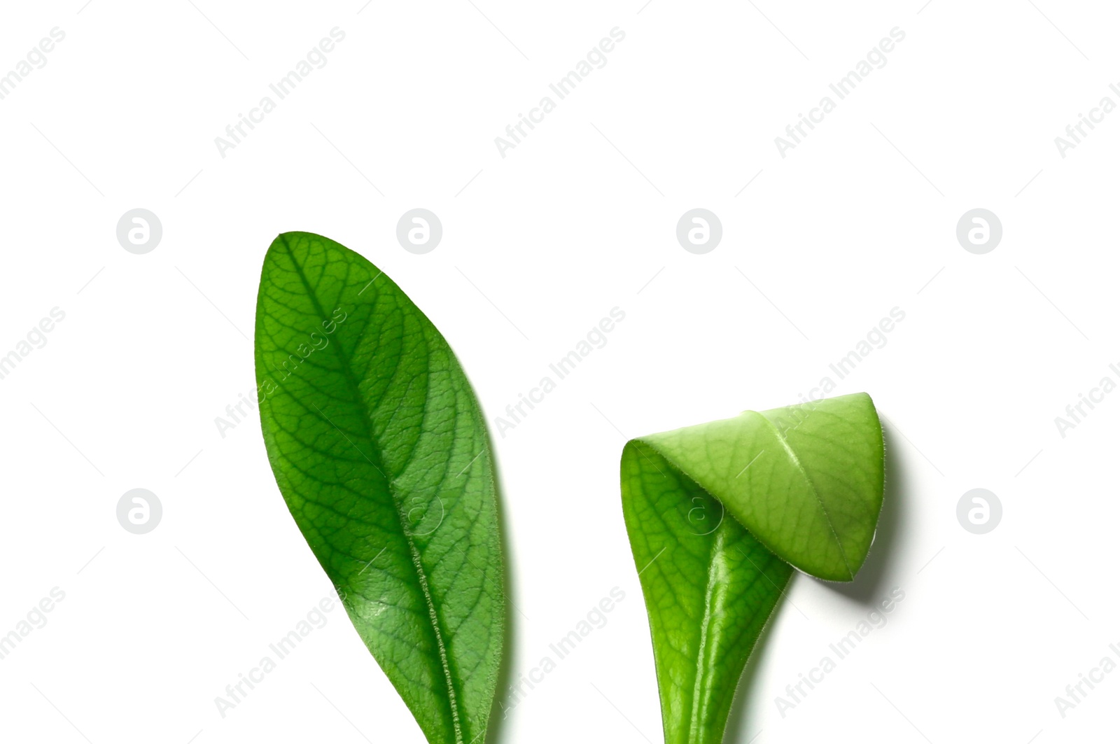 Photo of Creative flat lay composition with Easter bunny ears of green leaves on white background