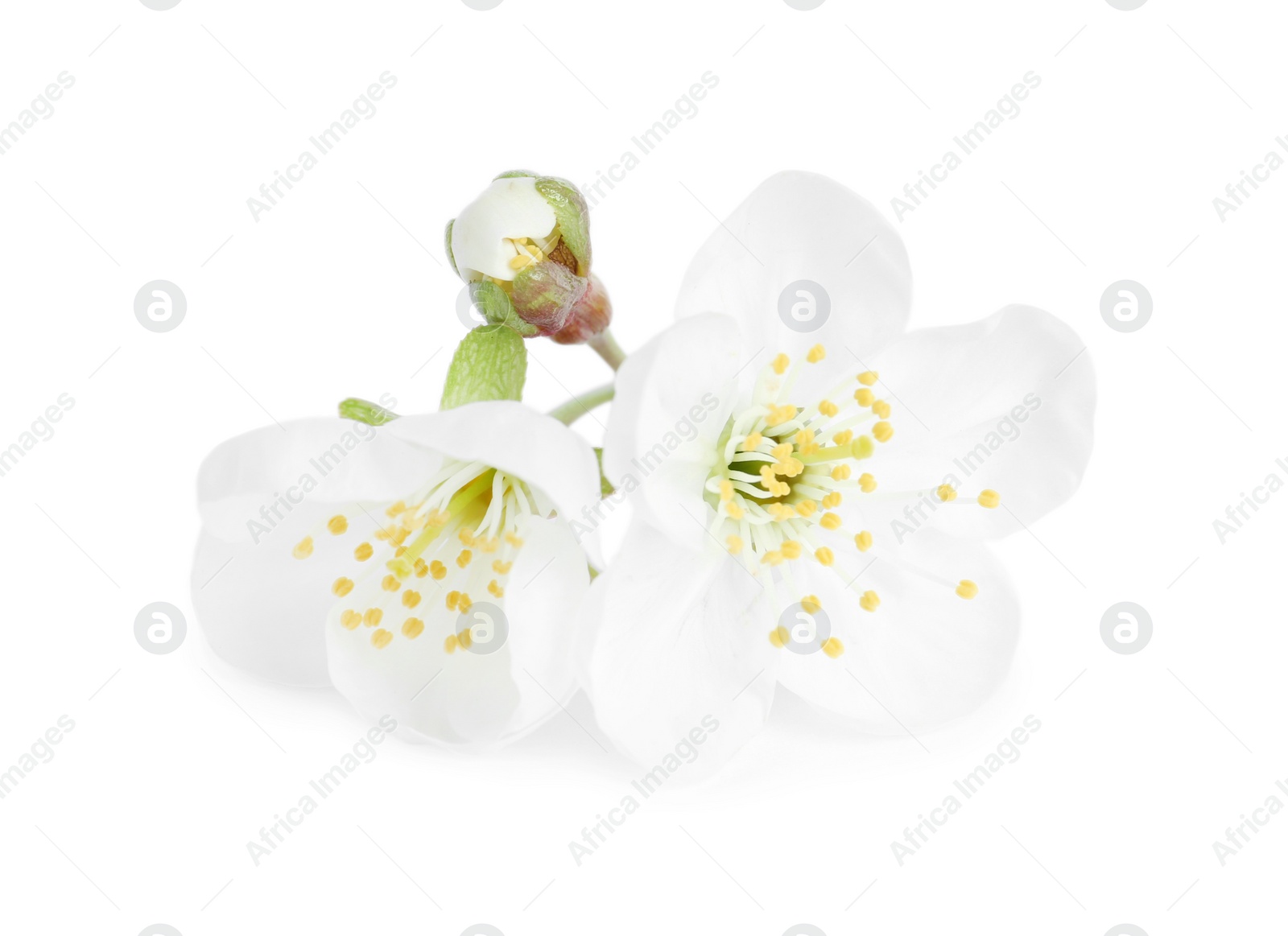 Photo of Beautiful tree blossom isolated on white. Spring season