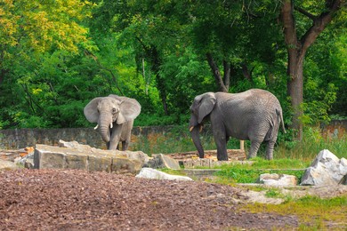 Photo of Beautiful elephants in zoo on sunny day